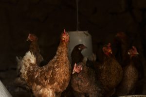 Ayam broiler