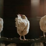 Perbandingan Daging Ayam Broiler dan Kampung