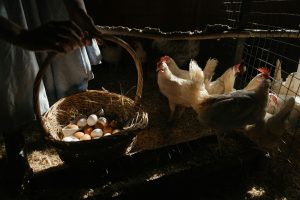 Ayam petelur