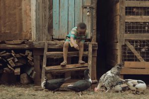Harga ayam