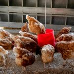 Perbandingan Ayam Broiler Lokal dan Impor