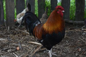Ayam kampung