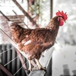 Suhu Kandang Ayam Broiler Ideal untuk Pertumbuhan Maksimal
