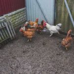 Kotoran Ayam: Ancaman atau Potensi Emas?