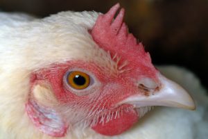 Harga ayam broiler hari ini
