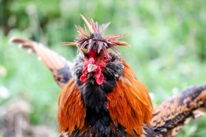 ayam aduan