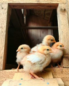 DOC Ayam