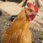 8 Bahan Alternatif untuk Pakan Ayam Kampung Berkualitas