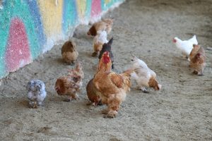 ayam kampung