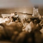 Apakah Heater Penting untuk Peternakan Ayam?