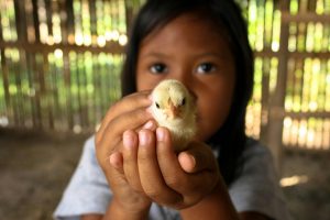 Bibit ayam petelur