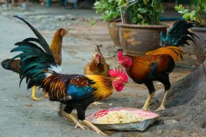 Pakan Ayam 