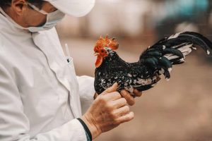 obat cacing ayam 