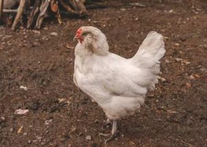 vitamin ayam 