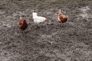 kotoran ayam