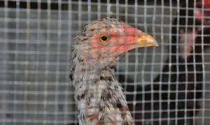 tembolok ayam