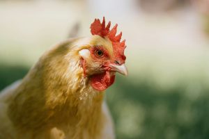 kandang ayam broiler