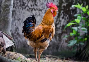 tulang kaki