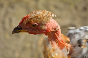 kepala ayam 
