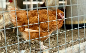 ginjal ayam
