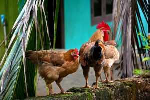 ayam laga