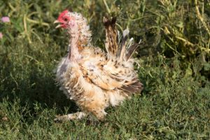 bulu ayam