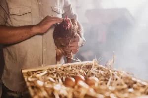 telur ayam kampung