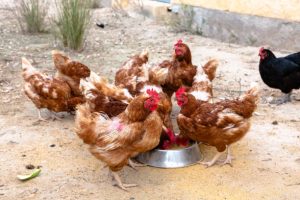pakan ayam petelur