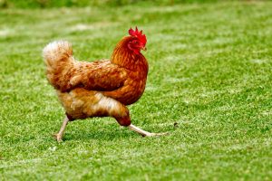 ayam pejantan 