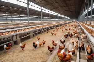 Ayam broiler