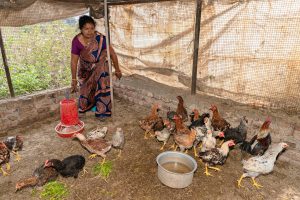 ayam kampung