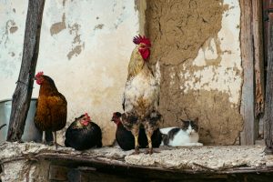 ayam kampung
