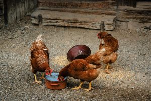 Ayam layer
