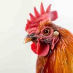 Penyakit Jengger Ayam: Gejala, Penyebab, dan Cara Mengatasi
