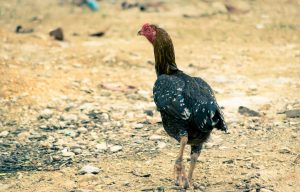 kaki ayam 