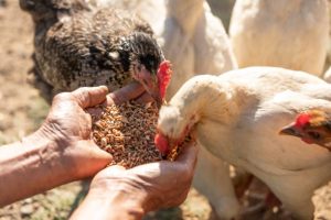 pakan ayam broiler
