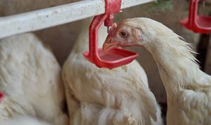 kandang ayam
