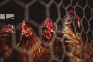 mata ayam