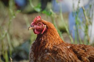 obat ayam ngorok