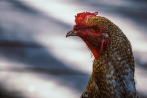 tembolok ayam