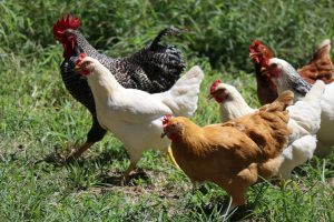 pakan ayam