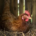 Mengenal Jenis Ayam Potong dan Kelebihannya