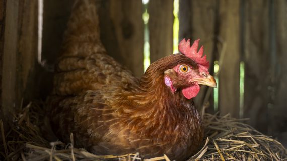 Mengenal Jenis Ayam Potong dan Kelebihannya