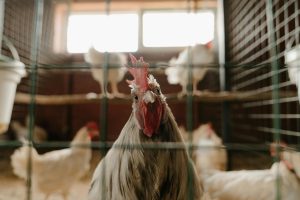 Ayam broiler