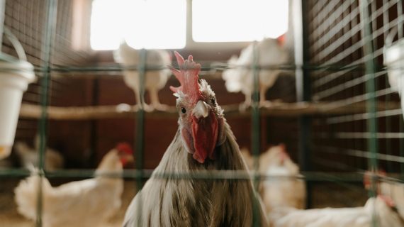 Panduan Standar Kualitas Ayam Broiler