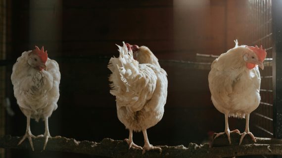 Perbandingan Daging Ayam Broiler dan Kampung