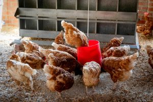 Ayam broiler