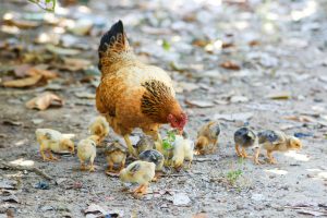 Harga ayam