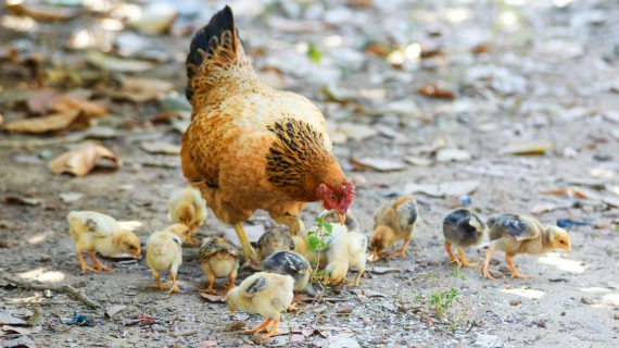 Cara Mengatasi Kenaikan Harga Ayam