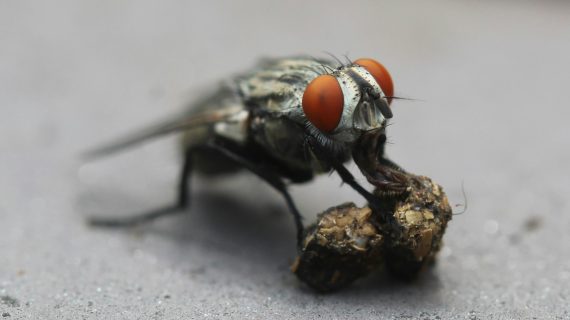 Solusi Cepat: Obat Lalat untuk Mengatasi Infestasi di Peternakan
